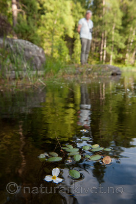 BB 13 0237 / Alisma plantago-aquatica / Vassgro <br /> Luronium natans / Flytegro